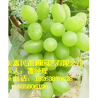 供應山東當年葡萄苗 0.5-2公分 自家種植