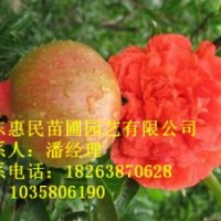 供應山東泰安石榴樹苗 自家苗圃基地 0.5-4公分