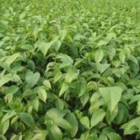 供應(yīng)核桃苗.梨樹苗.桃樹苗.蘋果苗