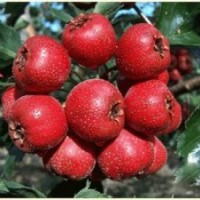 優(yōu)質(zhì)櫻桃苗 山楂苗 蘋果苗 核桃苗 核桃苗