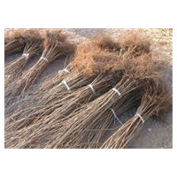 美國(guó)大榛子苗