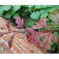 皇家雨點海棠，紅巴倫海棠，翡翠海棠