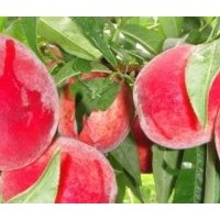 桃樹原生苗，桃樹原生苗價(jià)格，