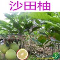 出售紅肉蜜柚苗新品種 琯溪蜜柚 沙田柚 柚子苗 果大皮簿 超甜