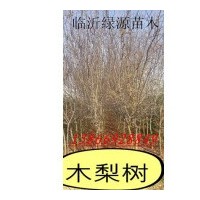 木梨樹(shù)，木梨小苗，木梨種子