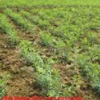 優(yōu)質(zhì)棗樹苗供應(yīng) 優(yōu)良品種 山西特供