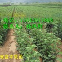 兩刀寒富蘋果苗、矮化寒富蘋果苗