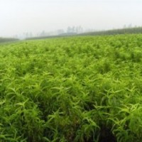 內(nèi)蒙古大棚葡萄苗大棚油桃苗