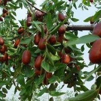 苗木棗樹苗 ，根生棗樹苗，棗樹實(shí)生苗，嫁接棗樹苗，棗樹成品苗