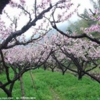 桃樹苗，山桃苗，山杏苗
