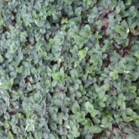 出售草莓苗，提供優(yōu)質(zhì)紅顏草莓苗