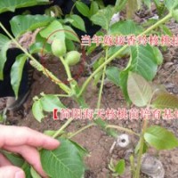 海天香玲核桃苗，嫁接核桃苗，新品種核桃苗批發(fā)