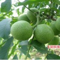 香玲薄殼核桃苗，成都核桃苗，紙皮核桃苗到海天苗圃