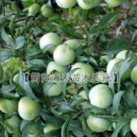 脆紅李種植前景廣闊，哪里有賣李子苗