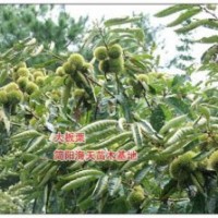 板栗苗如何培育，板栗子苗多少錢