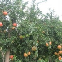 石榴樹苗批發(fā)|石榴樹苗品種