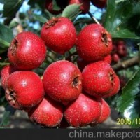 山楂苗