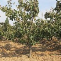 供應山楂樹4-5公分山楂樹6-8個山楂樹價格