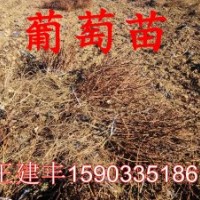 河北供應(yīng)葡萄苗