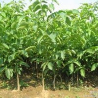 核桃苗大量出售、大量低價核桃苗優(yōu)惠供應