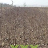 棗樹(shù)苗山西棗樹(shù)苗價(jià)格3-8公分棗樹(shù)酸棗苗酸棗種子