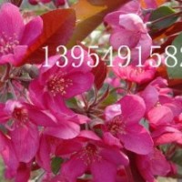 北美海棠，木瓜苗，流蘇苗，果樹苗