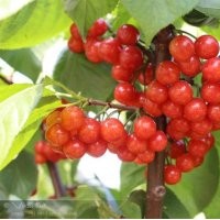 早紅寶石櫻桃苗