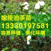 高產(chǎn)油茶苗價(jià)格優(yōu)惠,油茶樹(shù)苗批發(fā)福建,湖北,江西,廣東,浙江,安徽
