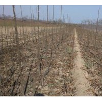 陜西惠民拐棗苗、油用牡丹