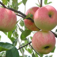 蘋果苗.桃樹苗.油桃苗.梨樹苗.柿子苗.板栗苗.核桃苗.櫻桃