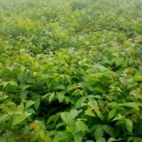 優(yōu)新核桃苗