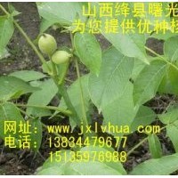 供應(yīng)山西核桃苗，清香核桃苗，薄皮核桃苗，嫁接核桃苗，陜西核桃
