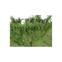 3-5公分桃樹價格優(yōu)惠出售桃樹品種