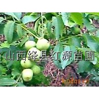 供應(yīng)山西核桃苗 桃樹苗 側(cè)柏苗 花椒苗