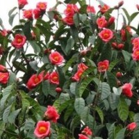 供應(yīng)50-80厘米高觀花油用型大果紅花油茶苗