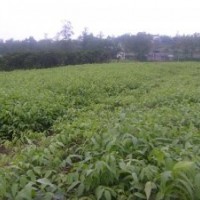 香椿苗種植行情 山東香椿苗種苗 紅袖香椿苗木價(jià)格