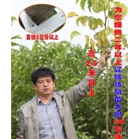 供二年以上的遼核核桃樹/清香核桃樹/遼核核桃樹/核桃苗