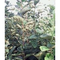 柿子苗 占地柿子苗 優(yōu)質(zhì)柿子苗 柿子苗價(jià)格