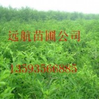 供應(yīng)棗樹苗￥棗樹苗批發(fā)價(jià)格%棗樹苗種植技術(shù)