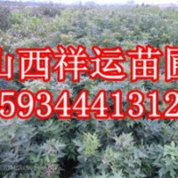 核桃苗 核桃樹 2-5公分核桃樹