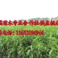 供應(yīng)山桃苗價(jià)格，3公分－8公分山桃苗，10公分山桃苗價(jià)格