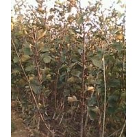 果樹(shù)苗木桃樹(shù)苗,蘋(píng)果苗,海棠苗