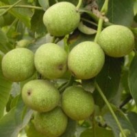 供應(yīng)各種綠化苗木，果樹小苗核桃苗,國(guó)槐,白皮松