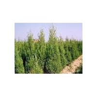 現(xiàn)貨供應(yīng)柿子苗、北京筷