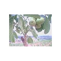 供應(yīng)8518核桃苗 保成活 送貨上門