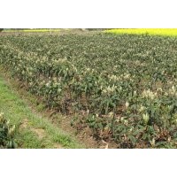 供應(yīng)白枇杷苗 枇杷苗 枇杷樹 枇杷樹苗 白荔枝枇杷苗