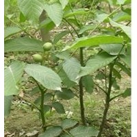 核桃苗基地供應(yīng)核桃苗-香玲-遼河-中林-8158