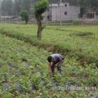 簡陽一品農(nóng)牧公司提供核桃苗種植技術(shù)