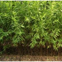 那里桃苗好 泰安榮譽(yù)園藝場(chǎng) 桃苗,桃苗價(jià)格,優(yōu)質(zhì)桃苗