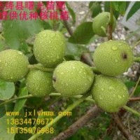 中林核桃苗，成品核桃苗，新品種核桃苗